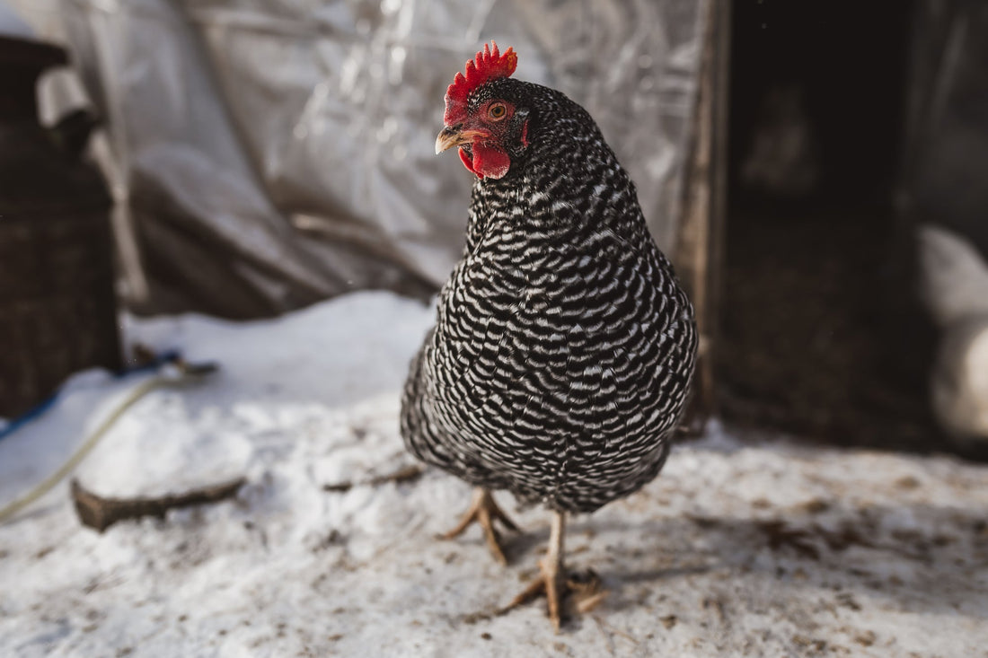 Recognizing and Treating Frostbite in Chickens During Winter - casadechicka