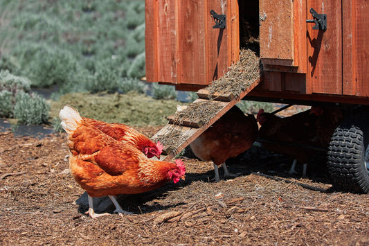 Rollin' with the Flock: Essential Tips for a Safe and Comfortable Chicken Coop-on-Wheels - casadechicka