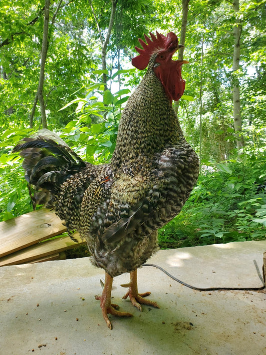 Rooster Roundup: The Pros, Cons, and Considerations of Keeping a Rooster in Your Flock - casadechicka