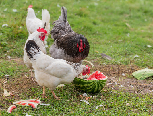 Safe Fruits and Vegetables for Chickens - casadechicka