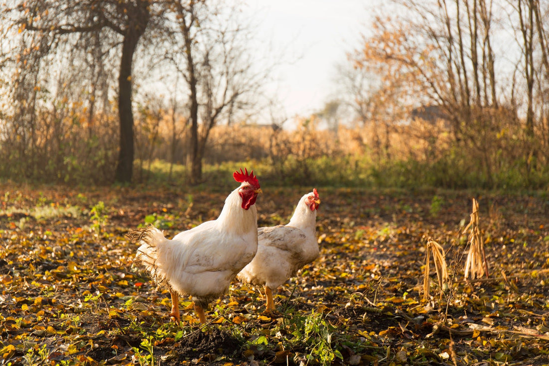 Seasonal Chicken Health: Common Fall Illnesses and How to Prevent Them - casadechicka