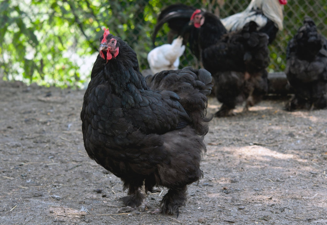 Spooky Chickens: A Brief History of Black Hen Folklore - casadechicka