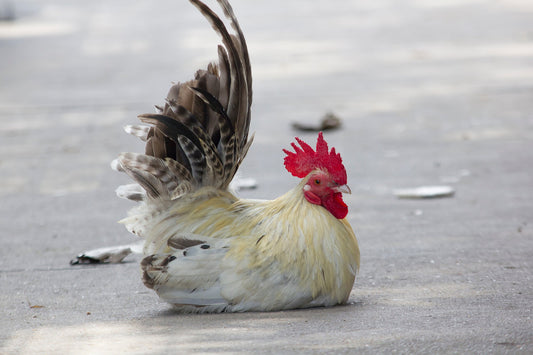 Strong as Ever: Preventing and Managing Broken Bones in Chickens - casadechicka