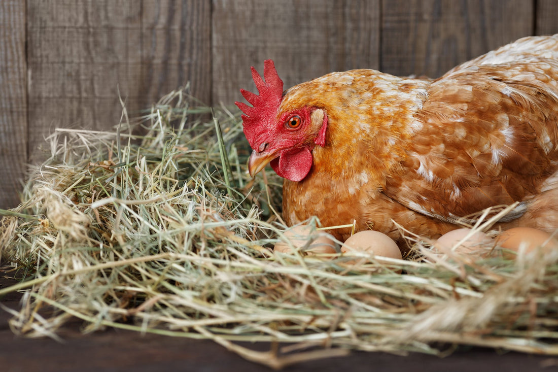 The Architectural Talents of Chickens: Nest Building Expertise - casadechicka