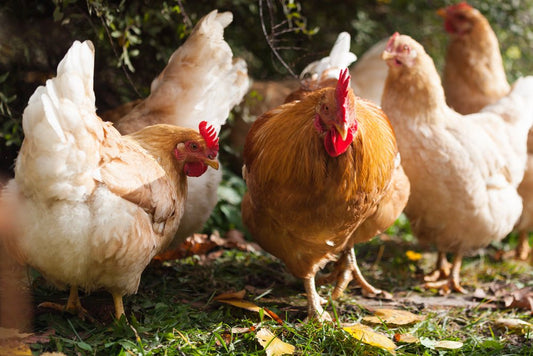 The Autumn Chicken: How the Changing Seasons Affect Chicken Behavior - casadechicka