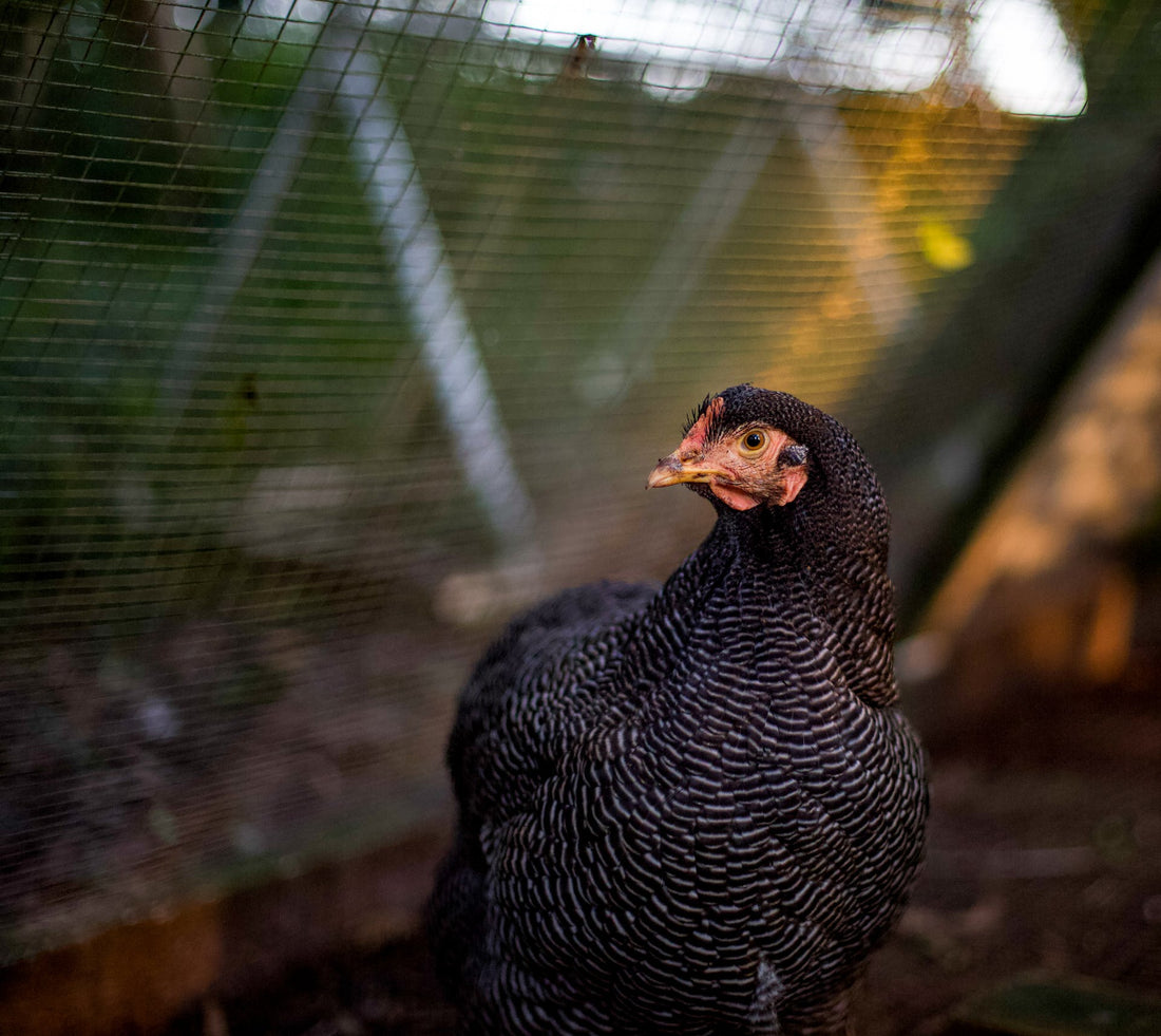 The Best Hens for Eggs: A Guide to Top Egg-Laying Breeds - casadechicka