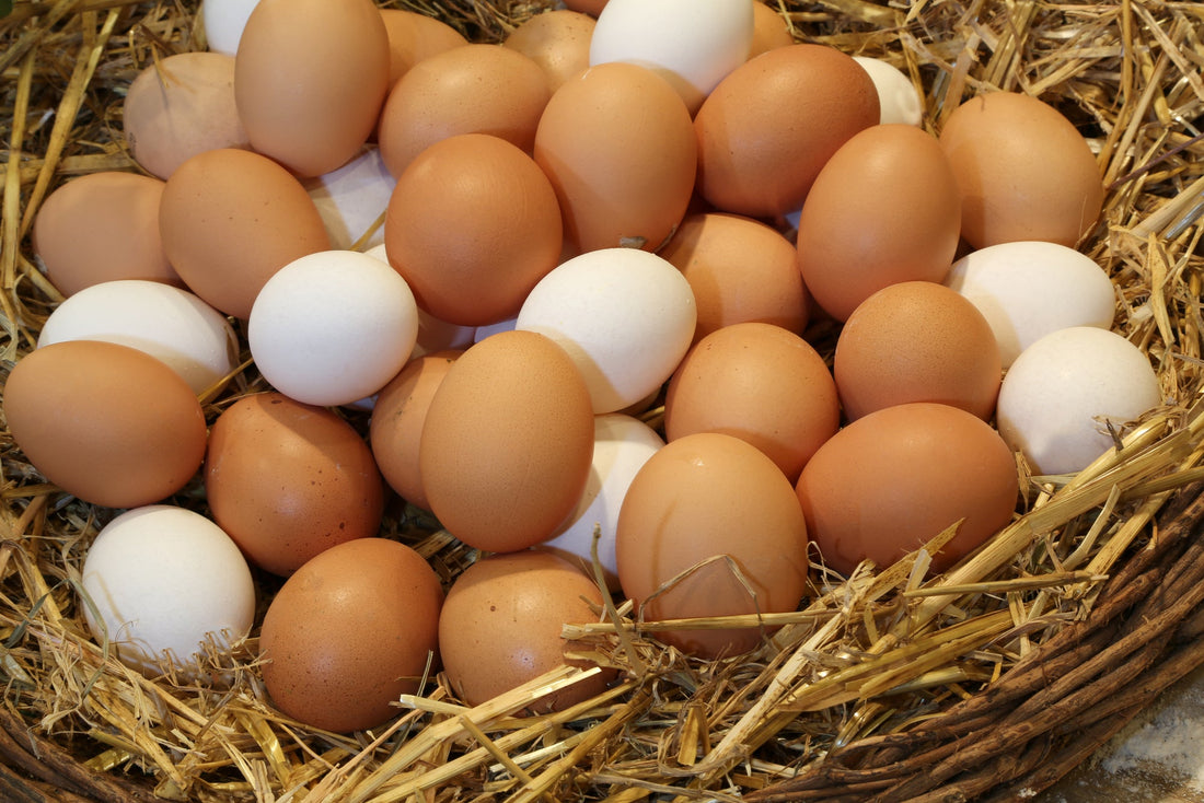 The Best Hens for Eggs: A Guide to Top Egg-Laying Breeds - casadechicka