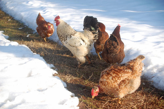 The Chicken Keeper’s Fall Checklist: Must-Do Tasks Before Winter Sets In - casadechicka