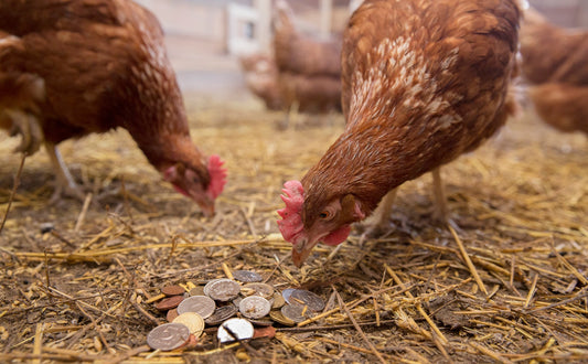 The Cluckin' Budget: A Comprehensive Guide to the Cost of Raising Chickens and Budgeting for Your Backyard Flock - casadechicka