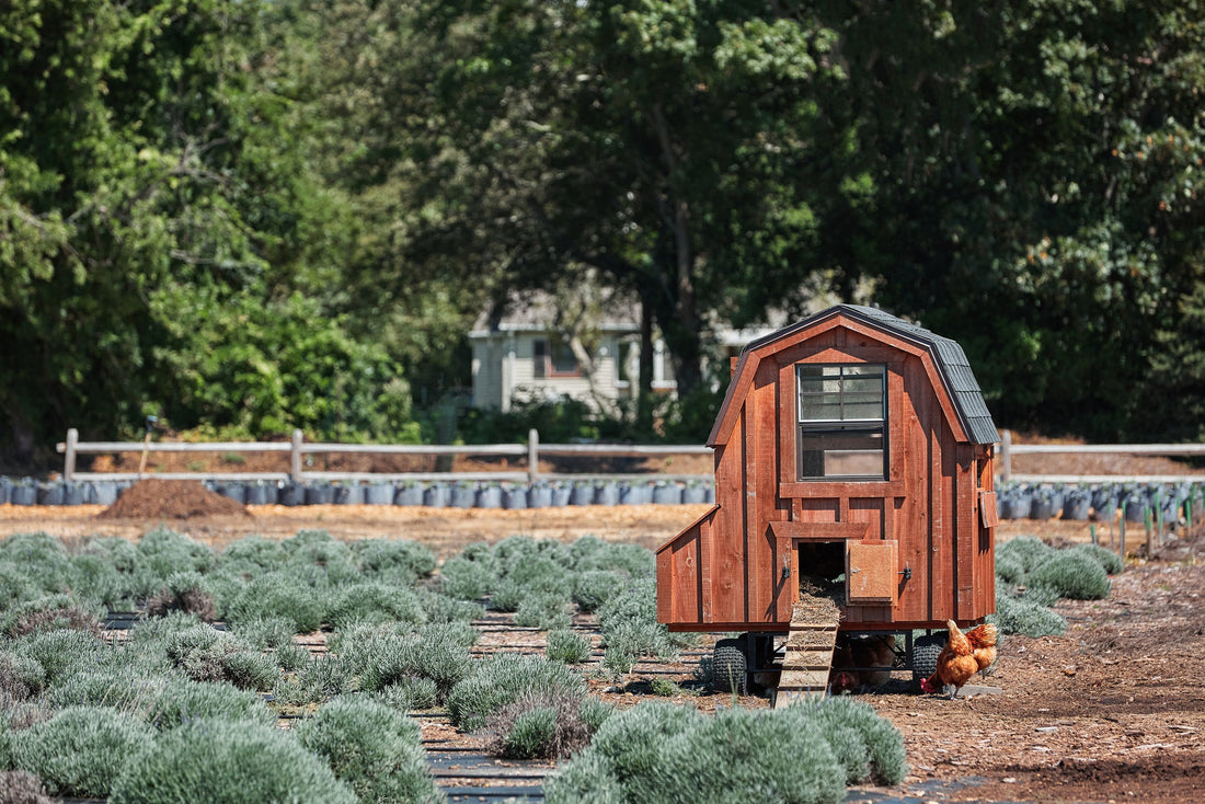 The Cluckin' Good Life: Mastering the Art of Chicken Coop and Run Happiness - casadechicka