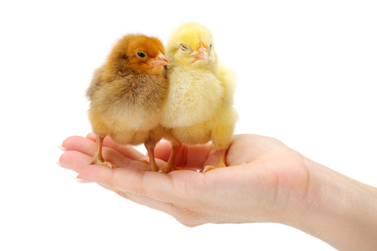 The Cluckin' Truth: Is Raising Chickens Really Worth It? - casadechicka