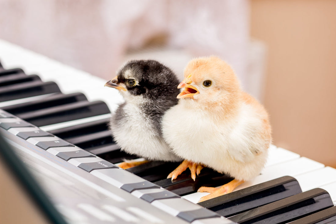 The Clucking Symphony: Exploring Chickens and Their Rhythmic Talents - casadechicka