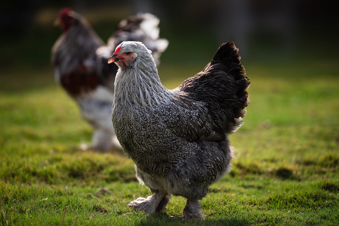 The Cluck’s Guide: Top 10 Beginner-Friendly Chicken Breeds for First-Time Keepers - casadechicka