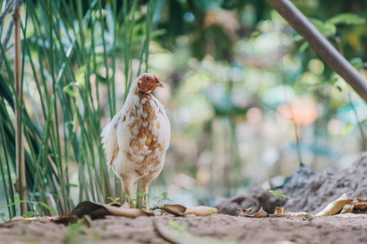 The Crucial Role of Calcium in a Chicken's Diet: Ensuring Optimal Egg Production - casadechicka