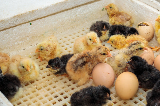 The Egg-citing Adventure: Hatching a Plan - An In-Depth Guide to Incubating and Hatching Chicken Eggs - casadechicka