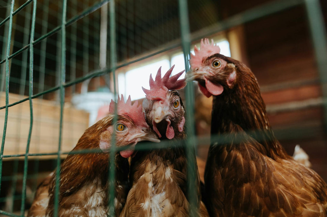 The Environmental Cost of Mass Chicken Farming: A Feathered Dilemma - casadechicka