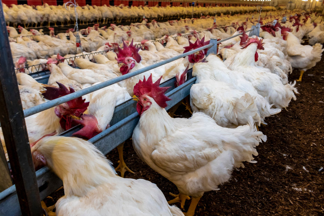 The Ethical Dilemma of Genetically Modified Chickens - casadechicka