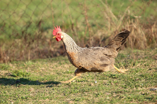 The Feathered Sprinters: Unveiling the Surprising Speed of Chickens - casadechicka