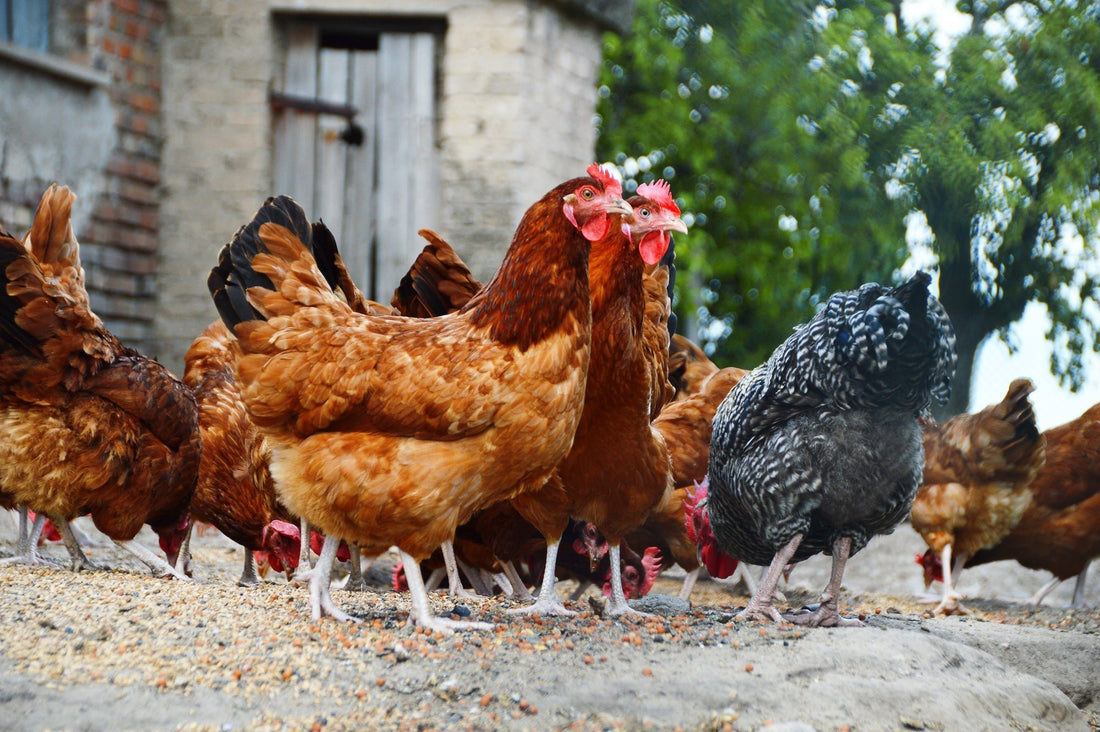 The Healing Powers of Chickens: How They Contribute to Farm Health - casadechicka