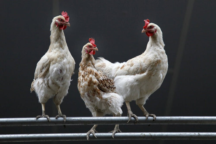 The Magic of Chickens: Folklore, Superstitions, and Legends