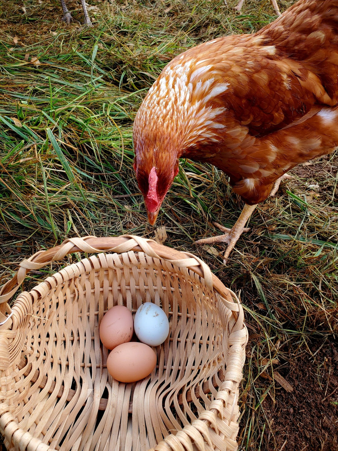 The Rhode Island Red Chicken: An American Icon in the Poultry World - casadechicka