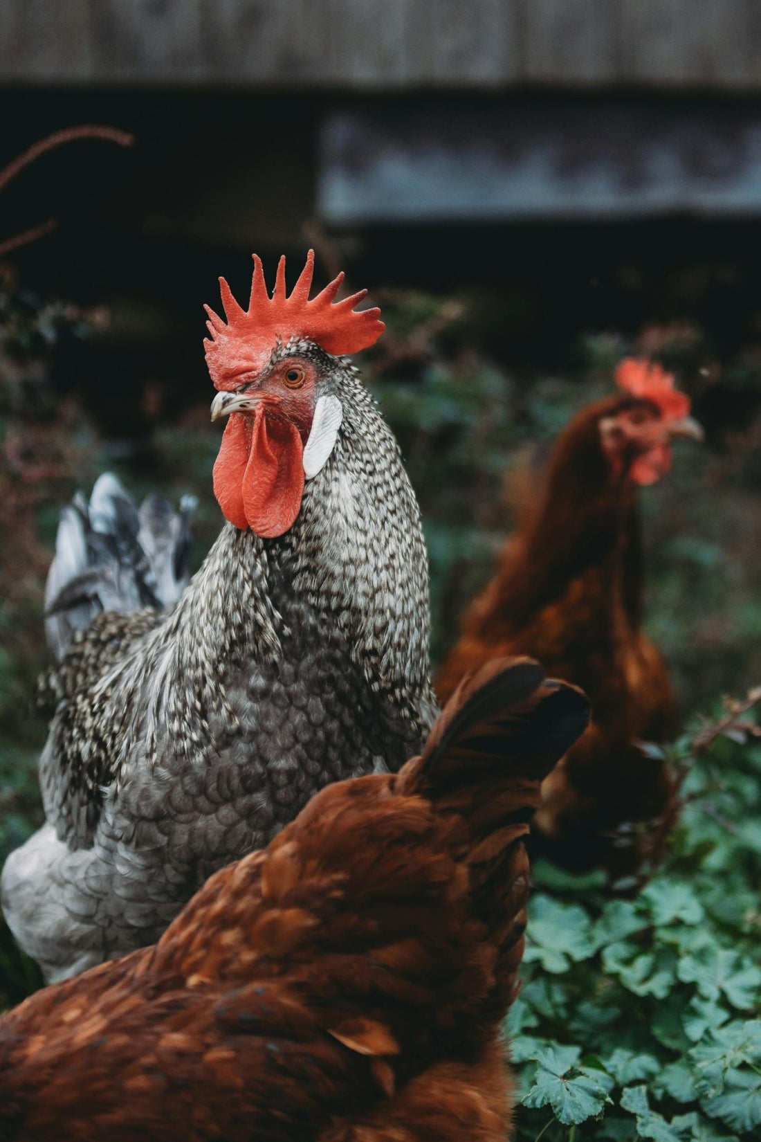 The Sage of the Coop: Understanding the Role of Older Chickens in the Social Hierarchy of a Flock - casadechicka