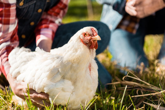 The Science Behind Bird Flu: How It Spreads & Why It’s a Threat to Chickens - casadechicka