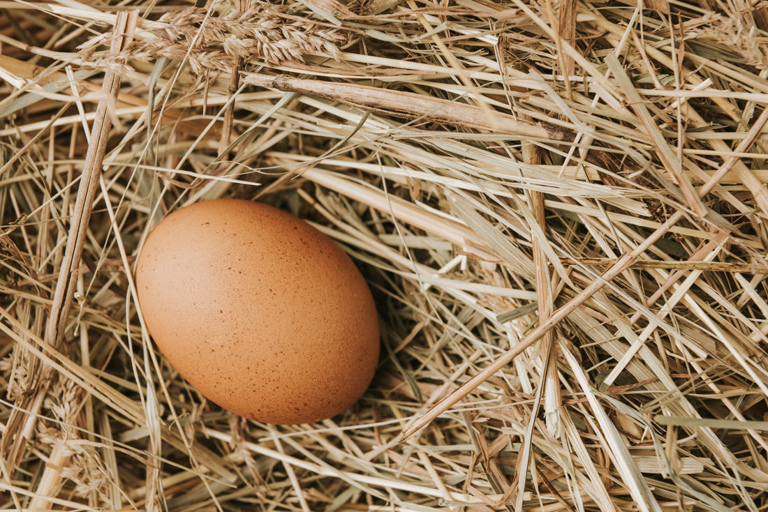 The Science of Egg Production: A Clucktacular Deep Dive for Every Chicken Enthusiast - casadechicka