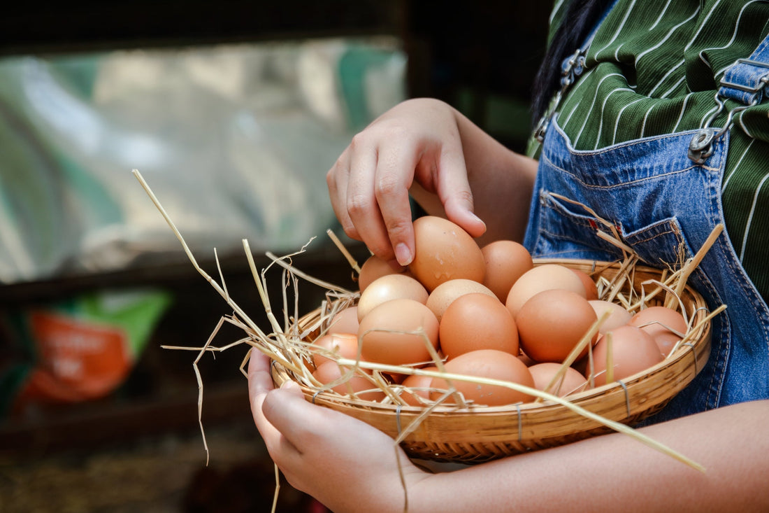 The Secret to Year-Round Egg Production: How to Keep Your Hens Laying Through the Seasons - casadechicka