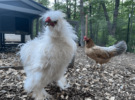 The Silkie Chicken: A Fluffy Wonder of the Poultry World - casadechicka