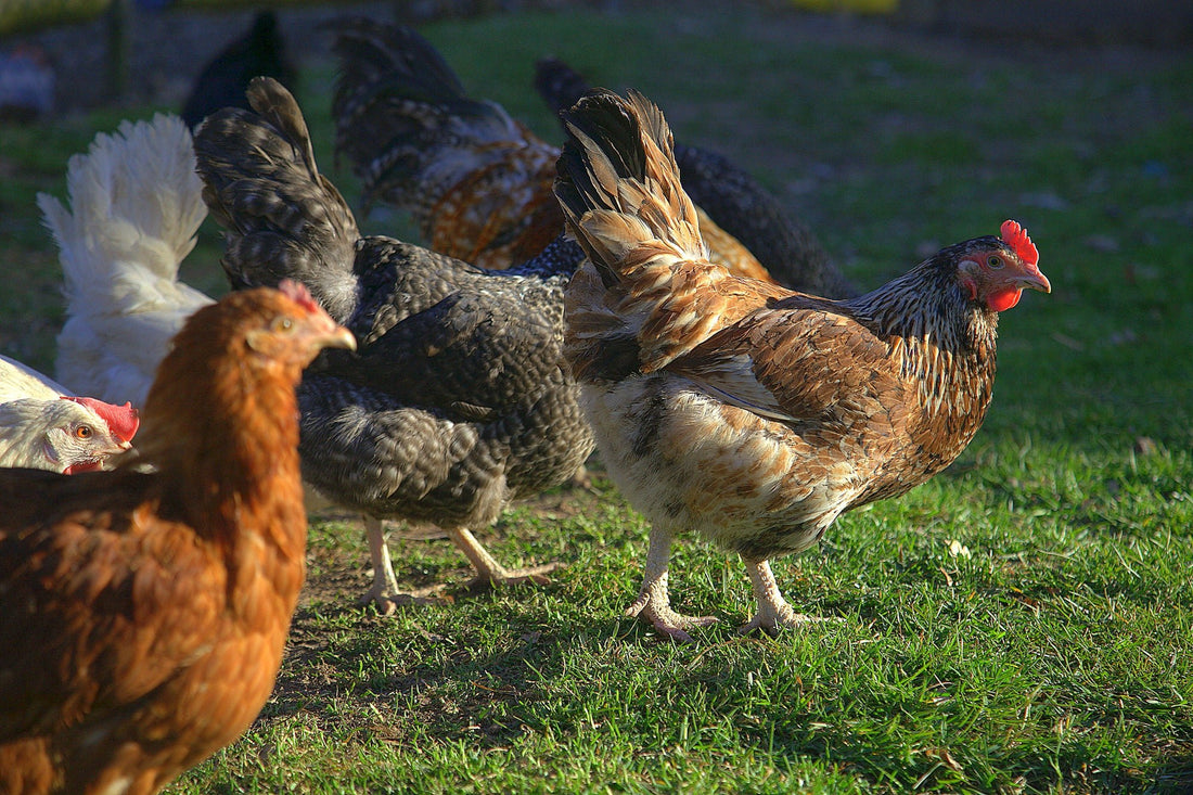 The Surprising Benefits of Keeping Older Chickens - casadechicka