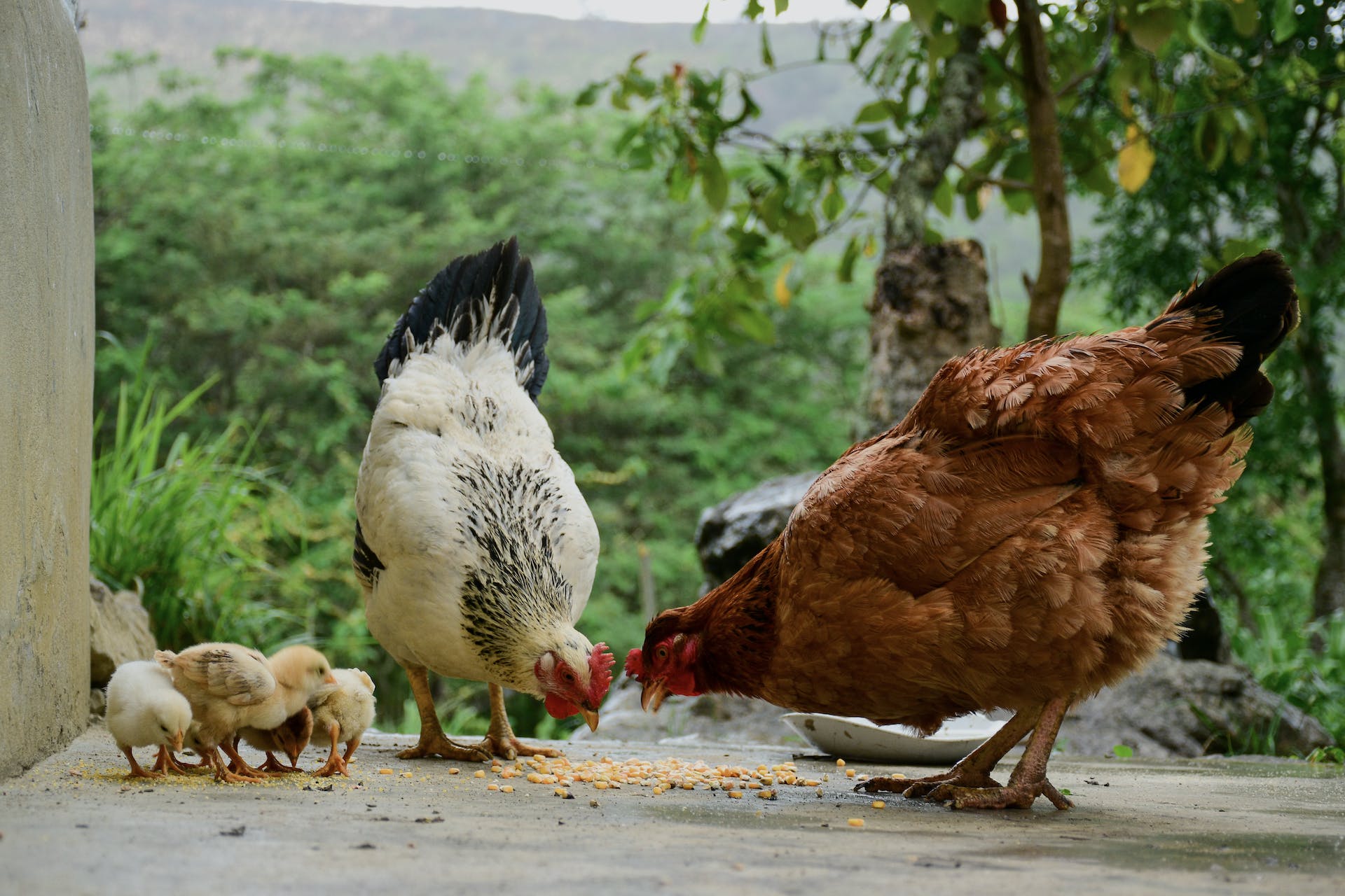 Chicken Effect The Therapeutic Effects of Chickens: Emotional Support and Beyond
