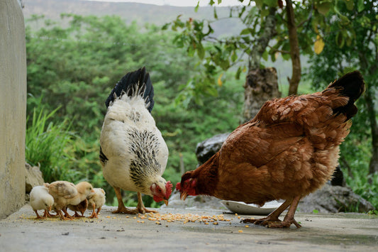 The Therapeutic Effects of Chickens: Emotional Support and Beyond - casadechicka