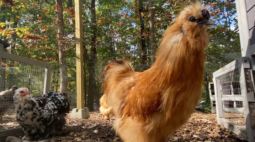 The Top 6 Chicken Breeds for Clucking Great Companionship - casadechicka