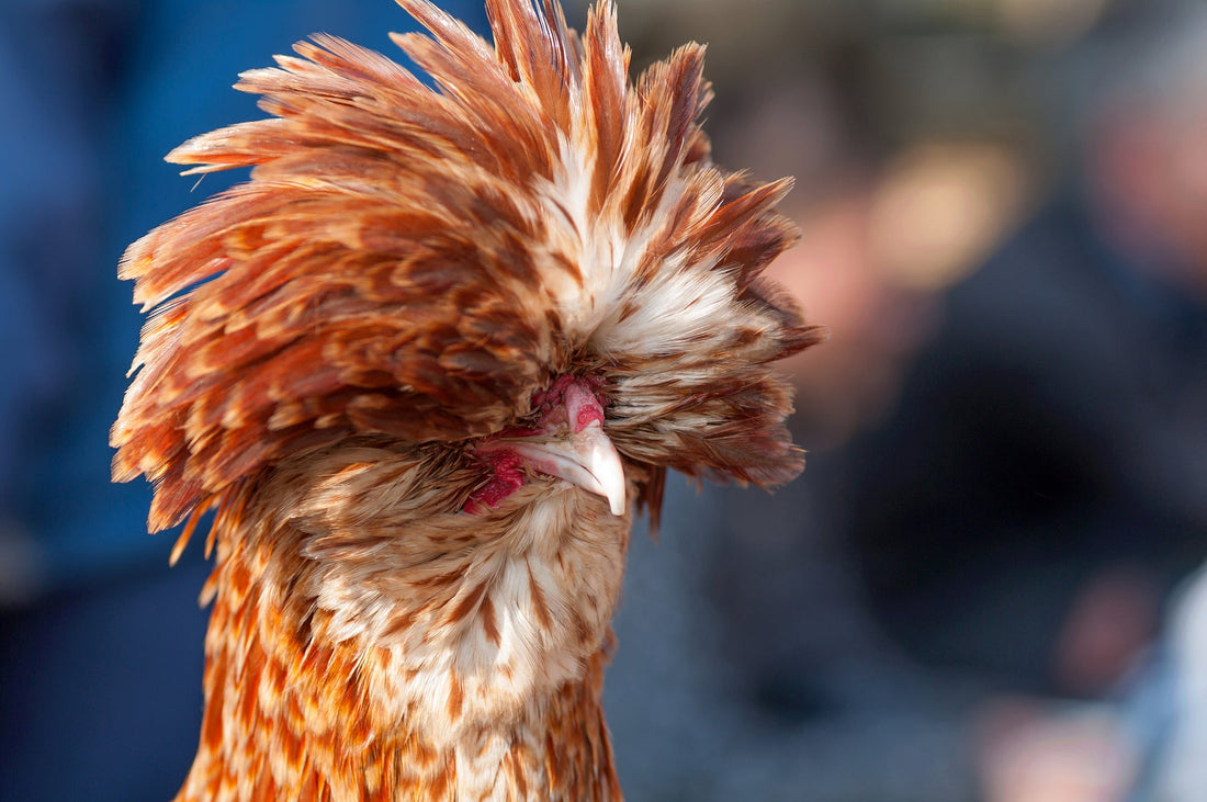 The Ultimate Guide to Selecting the Perfect Chicken Breed for Your Backyard Flock - casadechicka