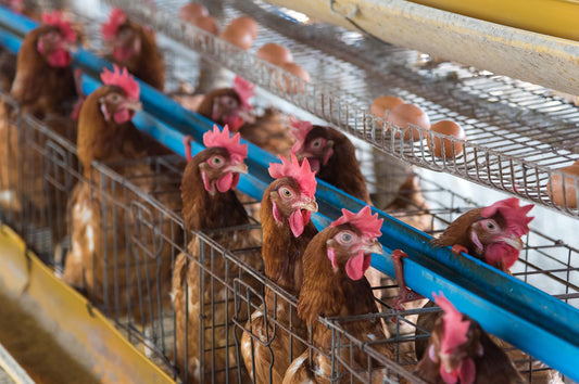 The Unseen Stress: Understanding the Psychological Well-being of Chickens in Factory Farms - casadechicka