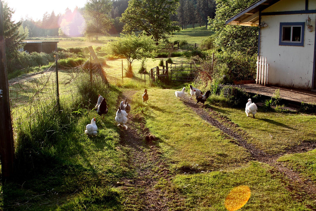 Time-keeping Talents: How Chickens Perceive Day and Night - casadechicka