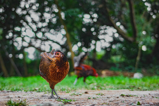 Tracing the Roots: The Origins of Chicken Domestication - casadechicka