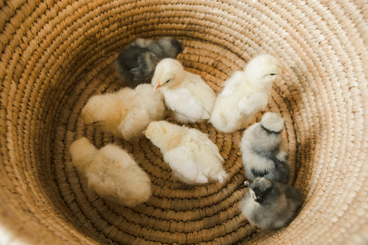 Traveling with Baby Chicks: A Peep into the Journey - casadechicka