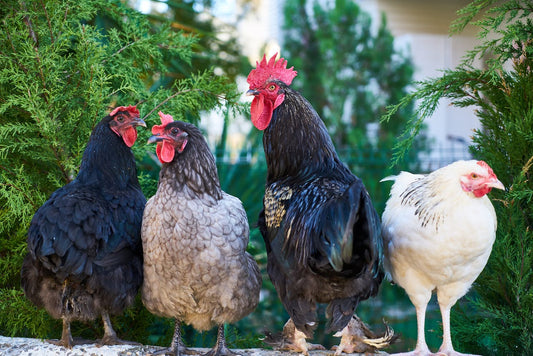 Understanding and Addressing Chicken Picking: Causes and Solutions - casadechicka