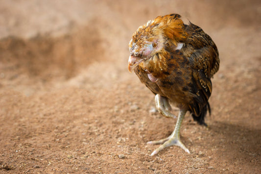 Understanding and Preventing Marek's Disease in Your Flock: A Feathered Tale of Vigilance - casadechicka