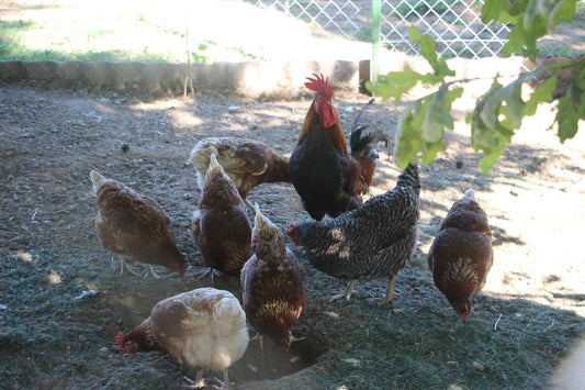 Understanding Chicken Behavior and Social Dynamics in a Flock - casadechicka