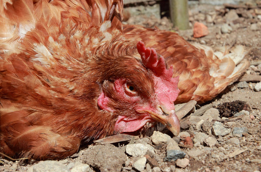 Unraveling Avian Encephalomyelitis: Understanding and Managing this Chicken Disease - casadechicka