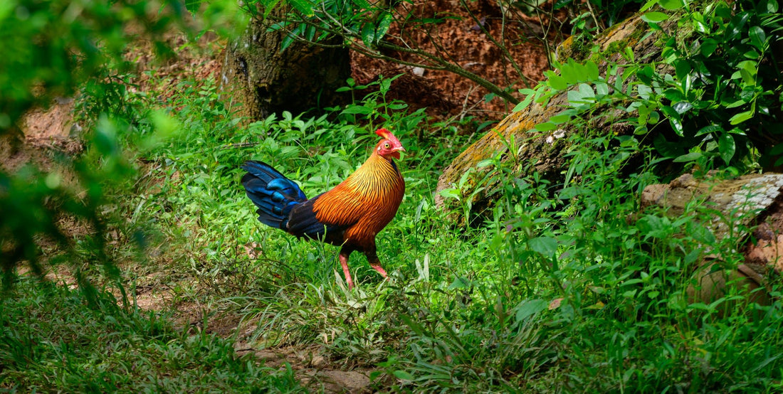 Unraveling the Genetic Tapestry: Exploring the Ancestry Relationship Between Grey Junglefowl and the Domesticated Chicken - casadechicka