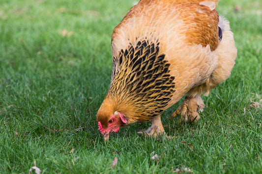 Unraveling the Knot: A Deep Dive into Crop Impaction in Backyard Chickens - casadechicka