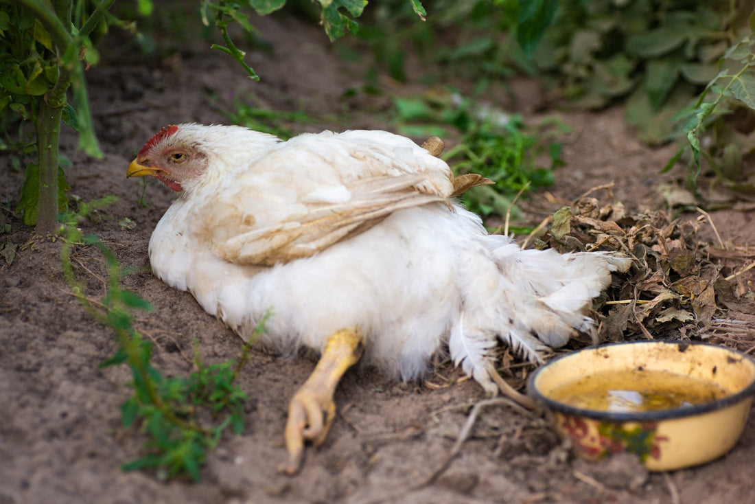 Unraveling the Silent Threat: Avian Tuberculosis in Chickens - casadechicka