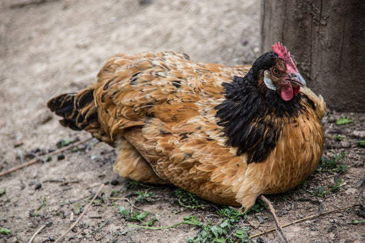 Unscrambling the Mystery: Egg Yolk Peritonitis in Laying Hens - casadechicka