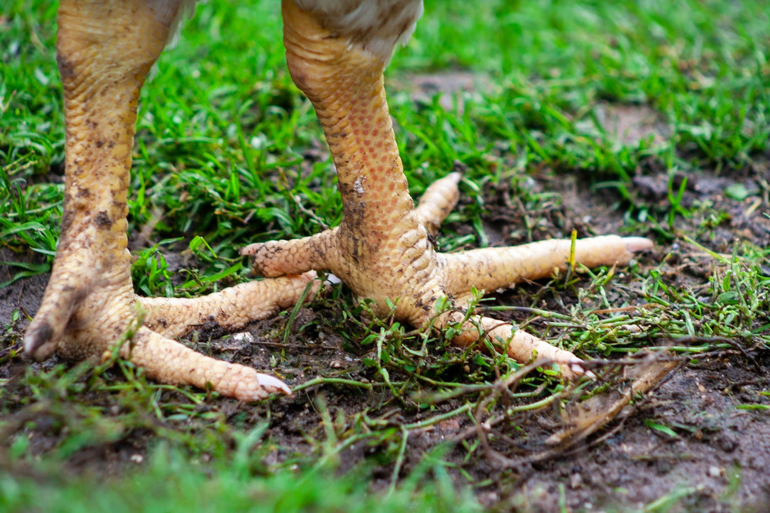 Walking on Clouds: How Chickens with Big Feet Navigate Different Terrain - casadechicka