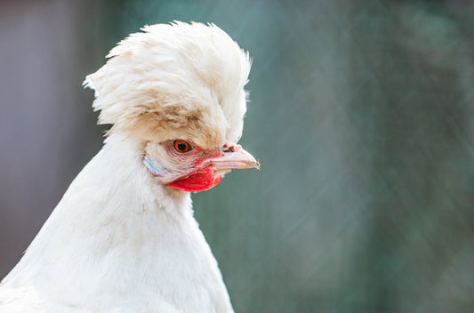 What are the rarest breeds of chicken? - casadechicka