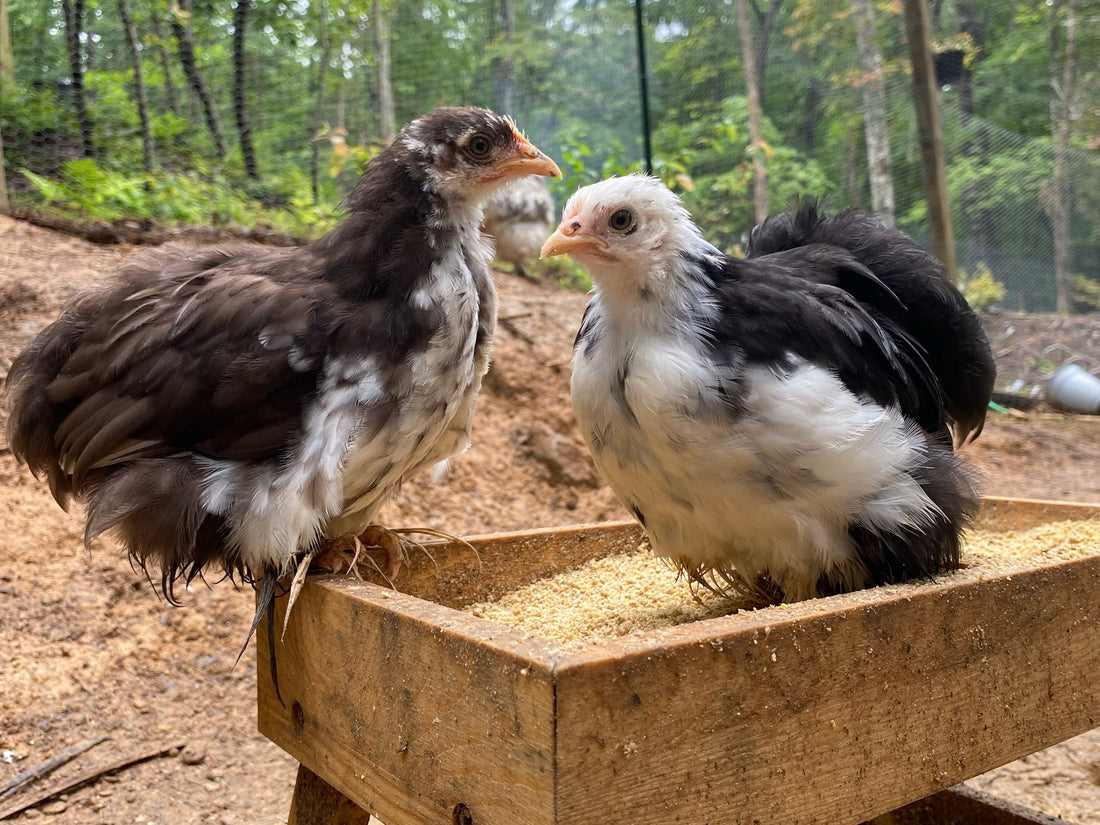 What is a Batam Chicken? - casadechicka